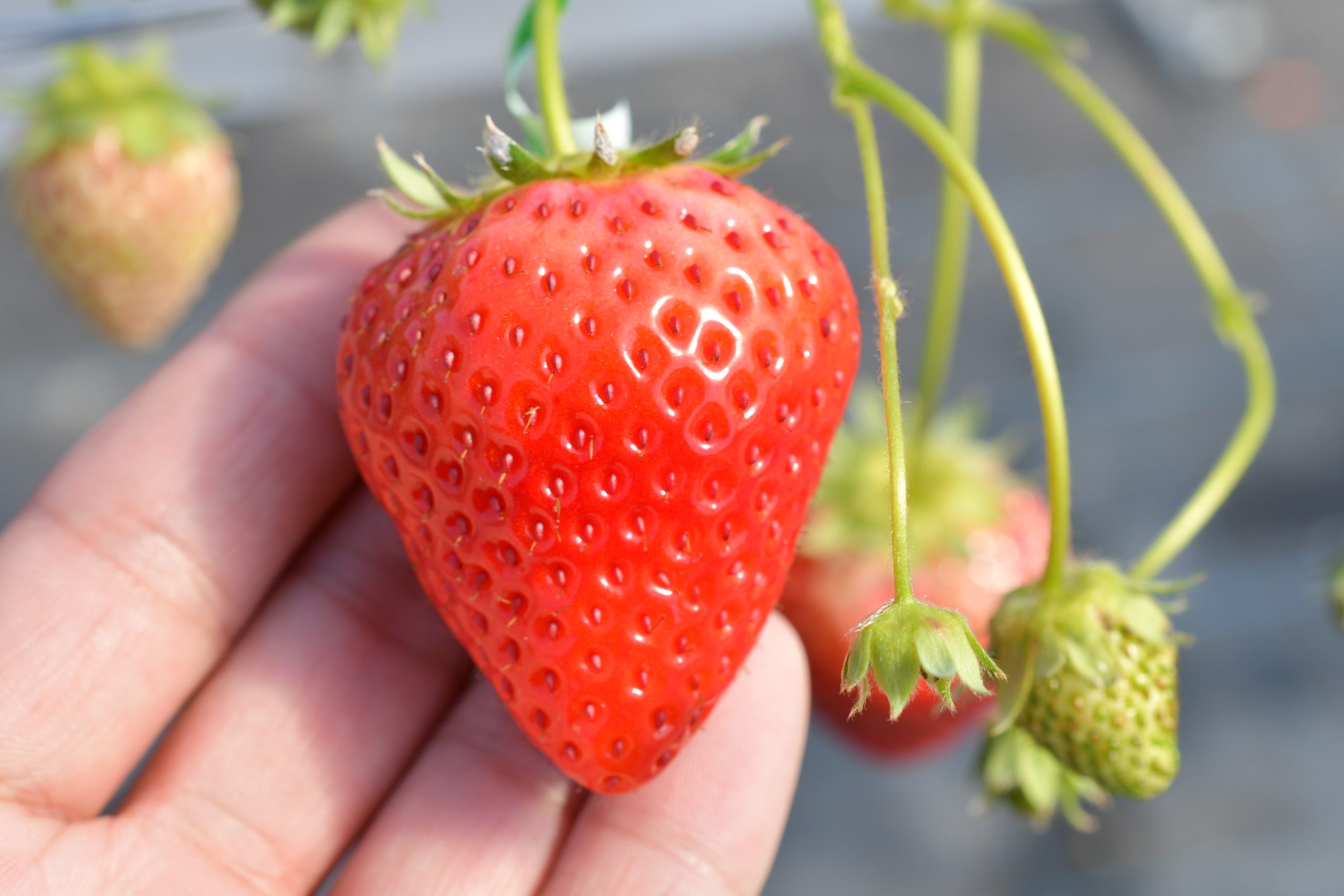 [Shiga Prefecture] Seasonal Fruit Sales Event